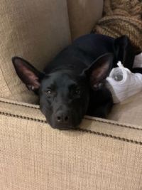 The pup showing off his Yoda ears