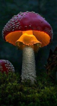 Bioluminescent Fungi