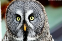 Great grey owl 🌲