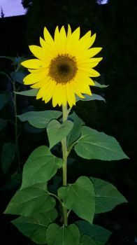 Early Morning Sunflower 2019