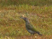 Picus viridis