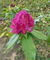 Rhododendron Purple Lace