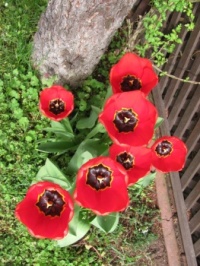 _Tulipány3