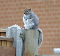 Time to stop feeding the squirrel...