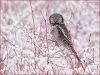 Northern Hawk Owl by A. Bucci
