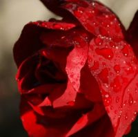 Dublin Red Rose