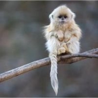 Wild for Wildlife and Nature - Golden Snub-nosed Monkey