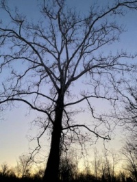 Early morning tree
