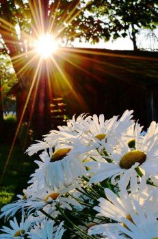 Solve Petit Clin D Oeil Du Soleil Jigsaw Puzzle Online With 77 Pieces