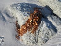 Tasmanian white sand, rock and seaweed