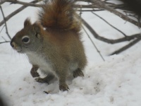 Red squirrel thinks he's everyone's boss.