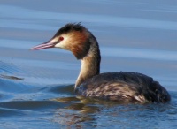 great crested grebe (fuut)