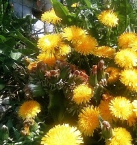 Mutant Dandelion Update...05-04-24