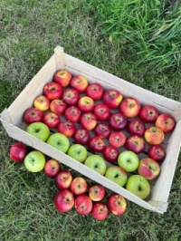 Apples from our garden
