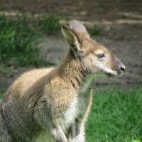 Skippy