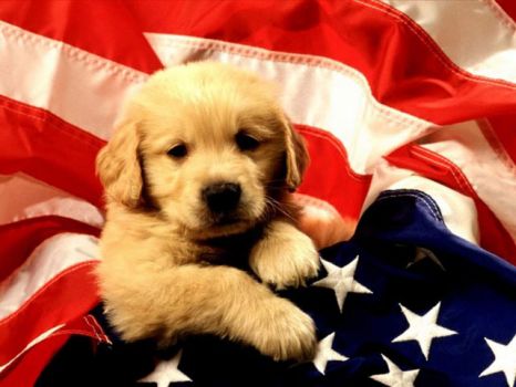 Patriotic Puppy