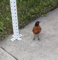 Robin