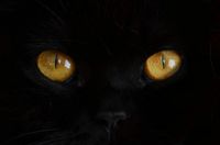 Kočičí oči