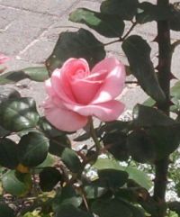 Pink Rose Esther Geldenhuys.