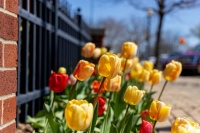 2022 Tulip Festival in Holland, Michigan