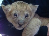 Lion baby