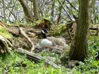 Canada Goose Nesting