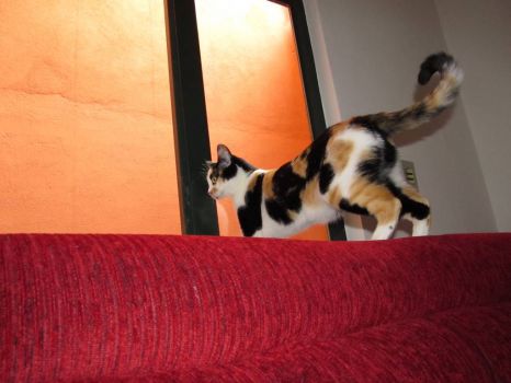 Minha querida gatinha "Kate"