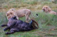 Lions feeding on Cape Buffalo