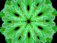 African Daisy 2 text