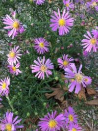 asters in the garden