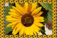 Slunečnice...  Sunflower...