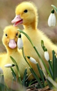 Ducklings and Snowdrops