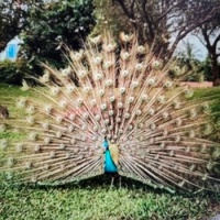 cruise stop at New Caledonia zoo