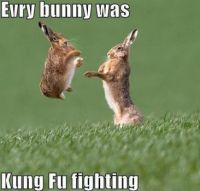 kung fu bunnys