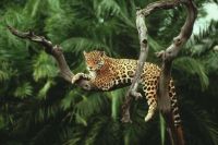 Jaguar in a tree in Brazil's Amazon Rainforest (easy version)