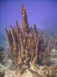 Pillar Coral - Cayman Brac