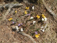 spring
