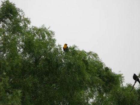 Yellow Head Blackbird in Mesquite Tree #2
