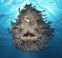 A hairy frogfish, Indonesia