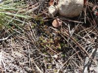 Pine Needles and Baby Pine Trees Idaho