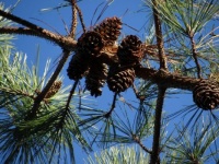 Fall Pine cones