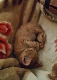 I'm sleepy