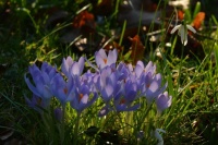 Churchyard crocuses (with a guest appearance of snowdrops)