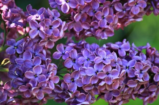 Difference-Between-Lavender-and-Lilac-lilac