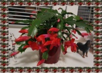 Vánoční kaktus červený rozkvétá / Red Christmas Cactus Blooms