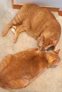 Mango grooming Papaya - 2024/12/31