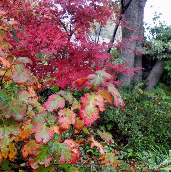 oak leaf hydrangea and J maple 'Bloodgood'