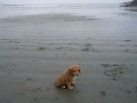 Alone on a beach