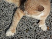 6-toed cat in Key West