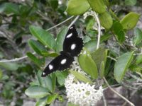Butterfly In Australia